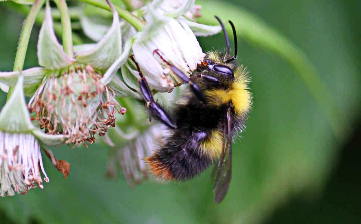 Replicating the scene could help both bee and human food supplies