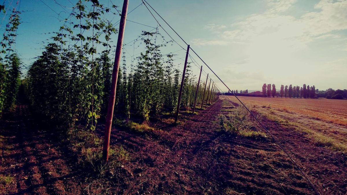 Hogs Back Brewery was founded in 1992 in Tongham, Surrey, in the heart of the traditional Surrey hop growing area