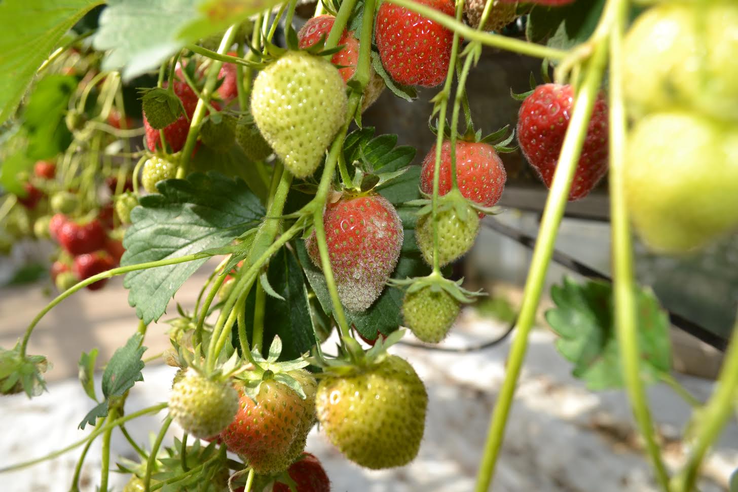 Powdery Mildew in strawberry crops