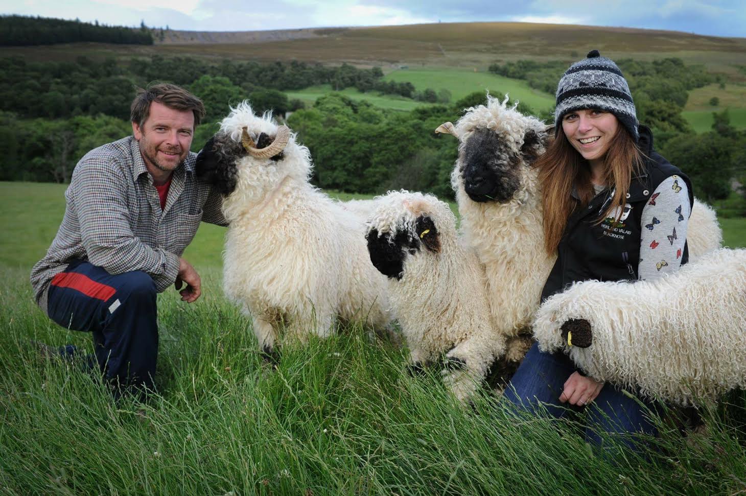 Valais Blacknose Sheep Society was formed by Jenni McAllister and Raymond Irvine to protect the breed