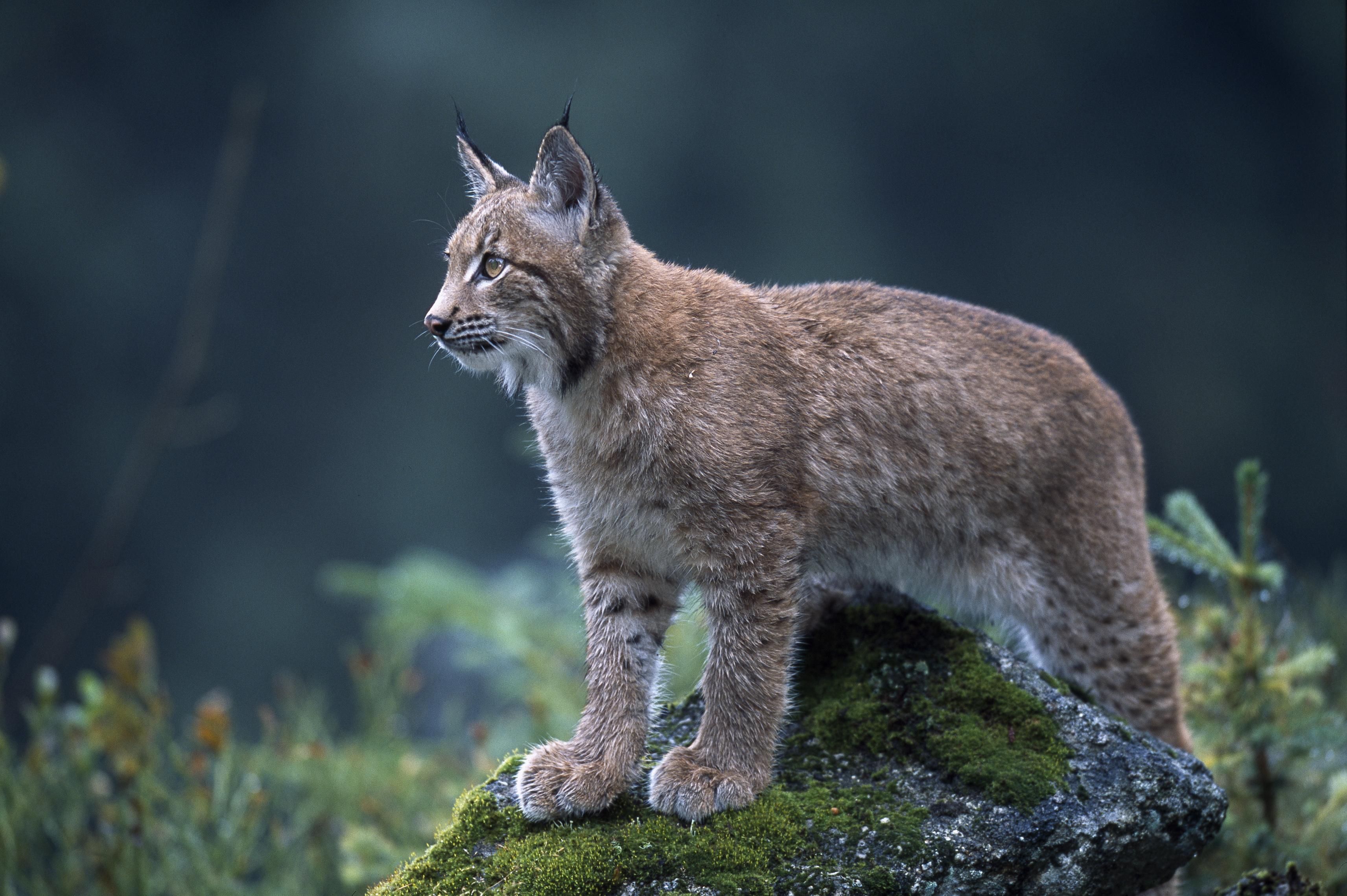 The farming sector are worried about the impact of the reintroduction of the Eurasian lynx