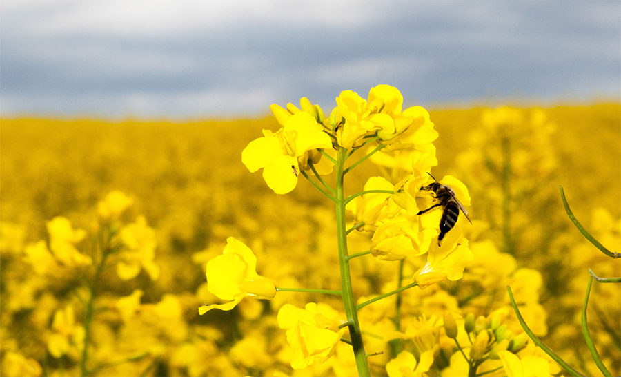 Controversial insecticides have been linked to 'large-scale population extinctions' of wild bees