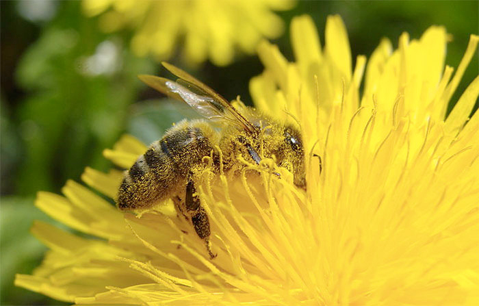 Insects play a key role in pollination of crops