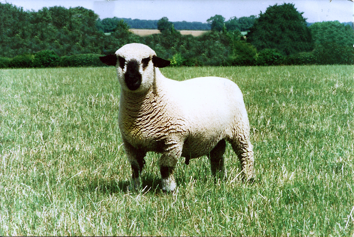 Pedigree sheep breeders asked to help inform future development of AHDB
