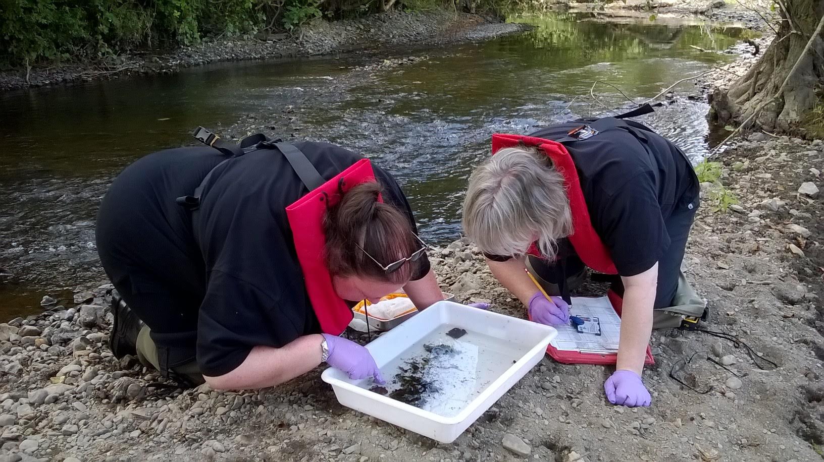 The team at Natural Resources Wales inspecting fish from the Cain
