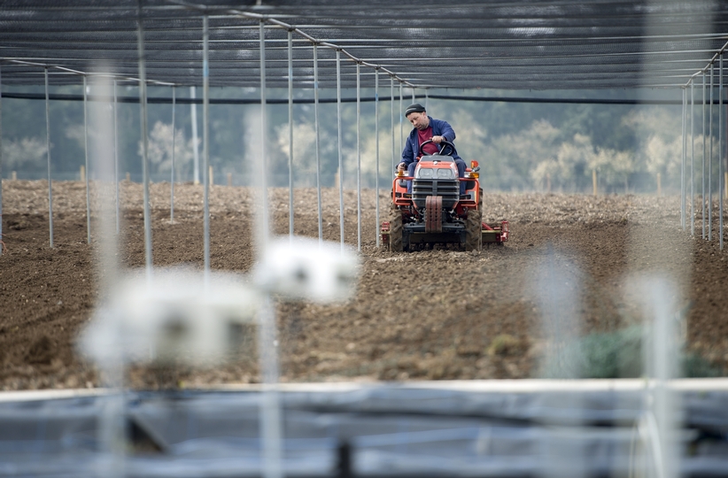 Using crop analysis technology in wheat field trials at Earlham Institute (Photo: Anthony Cullen)