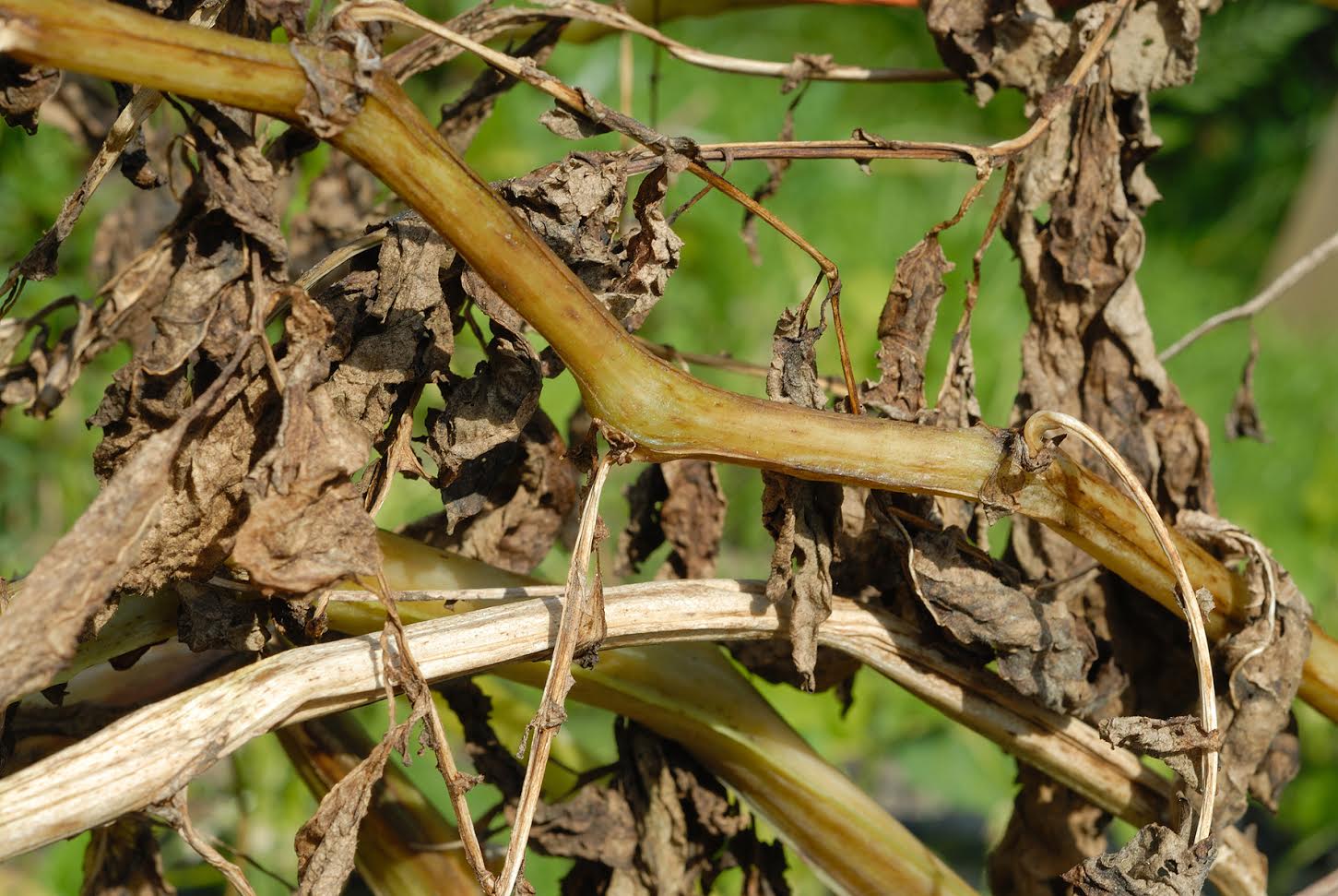Blighted stems