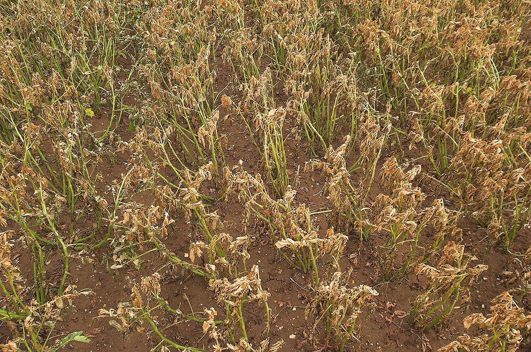 Vigorous crops post T1 pre T2
