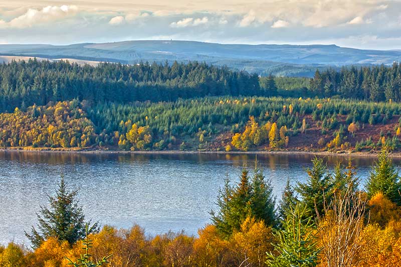 Kielder Forest, in Northumberland, where the Lynx are thought to be reintroduced