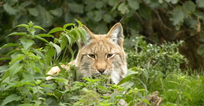 NSA does not believe UK has the suitable habitat to support the minimum population of 250 lynx