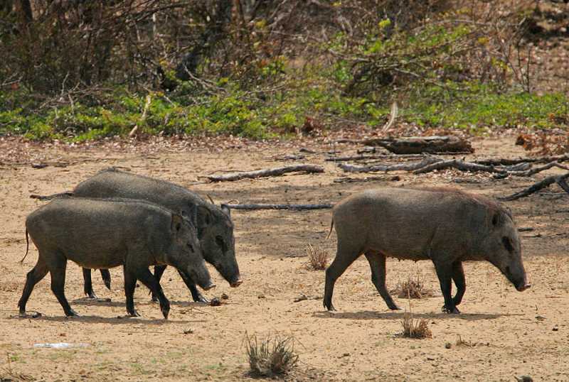 There is an estimated estimated 1,562 wild boar roaming Gloucestershire and Herefordshire's Forest of Dean