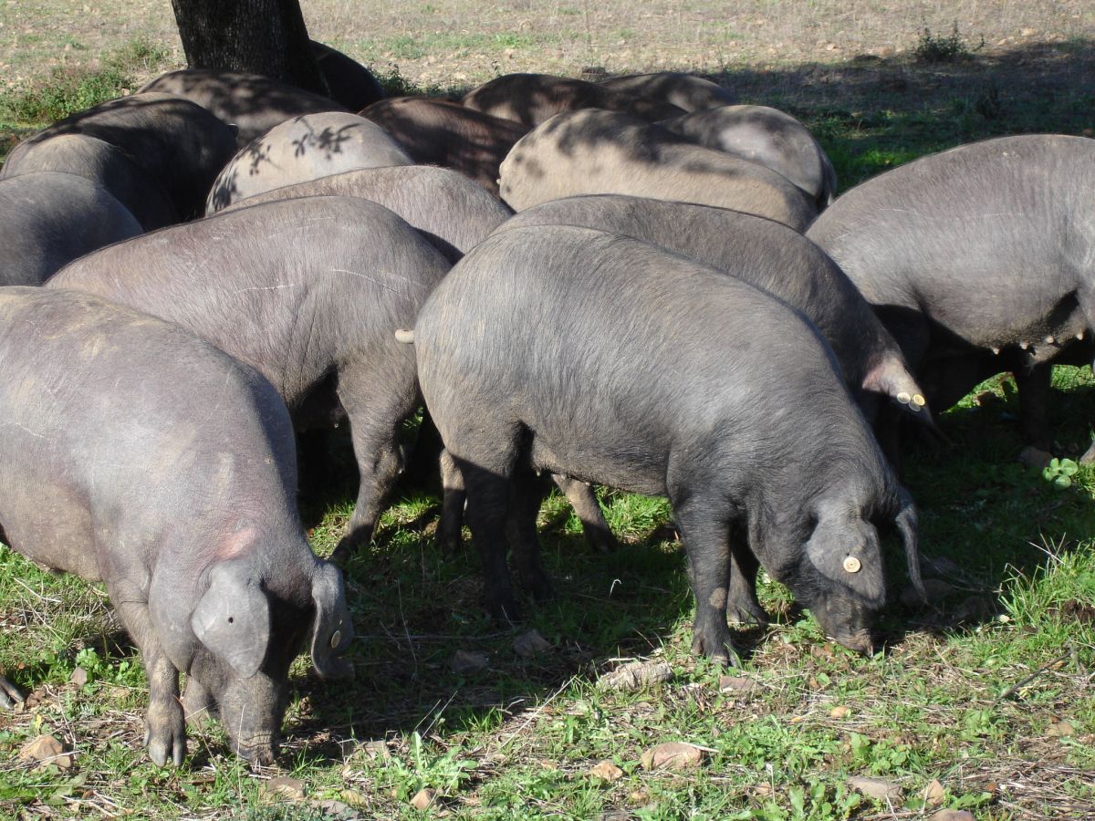 The WTO panel ruling said that the ban was discriminatory and in excess of what is required to reach appropriate levels of protection from swine fever