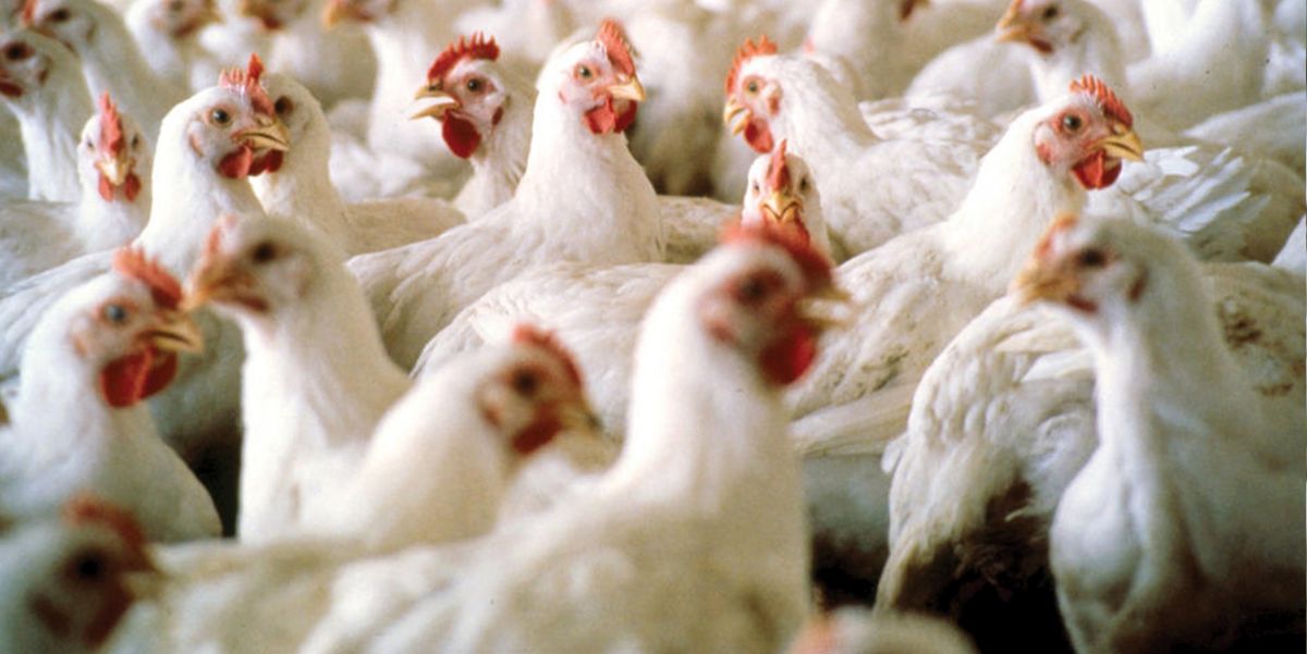 Consumers call for more action on campylobacter