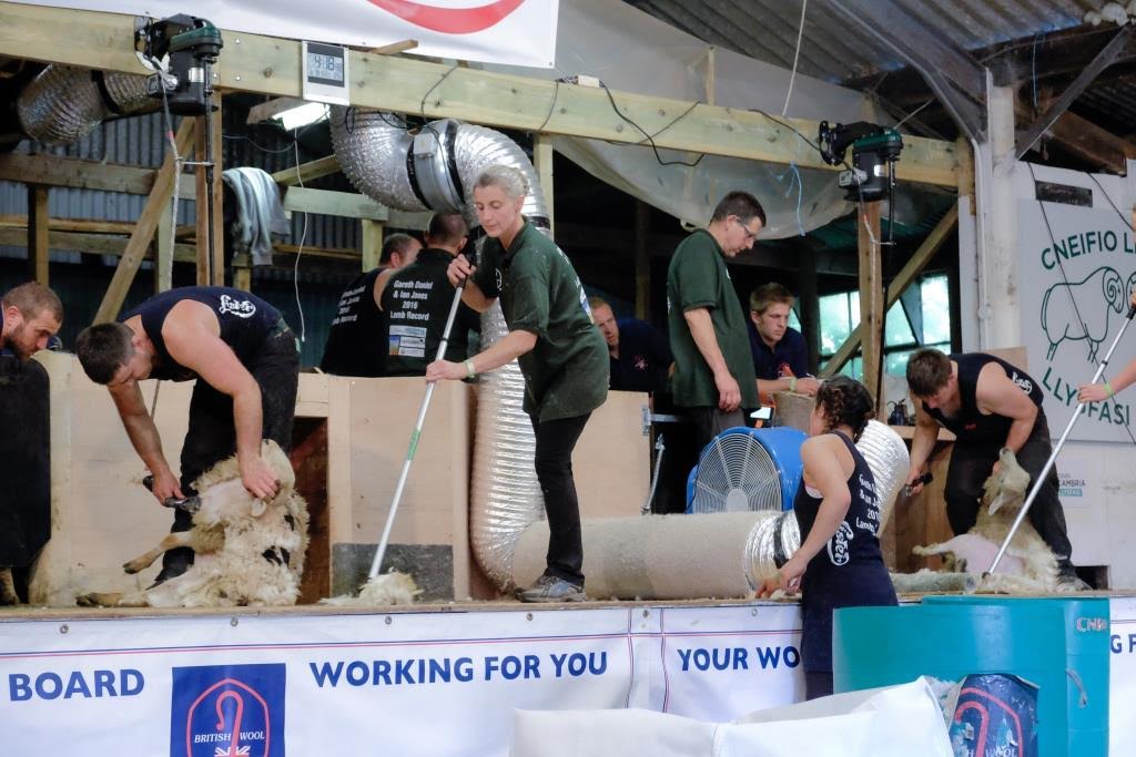 Shearing record attempt