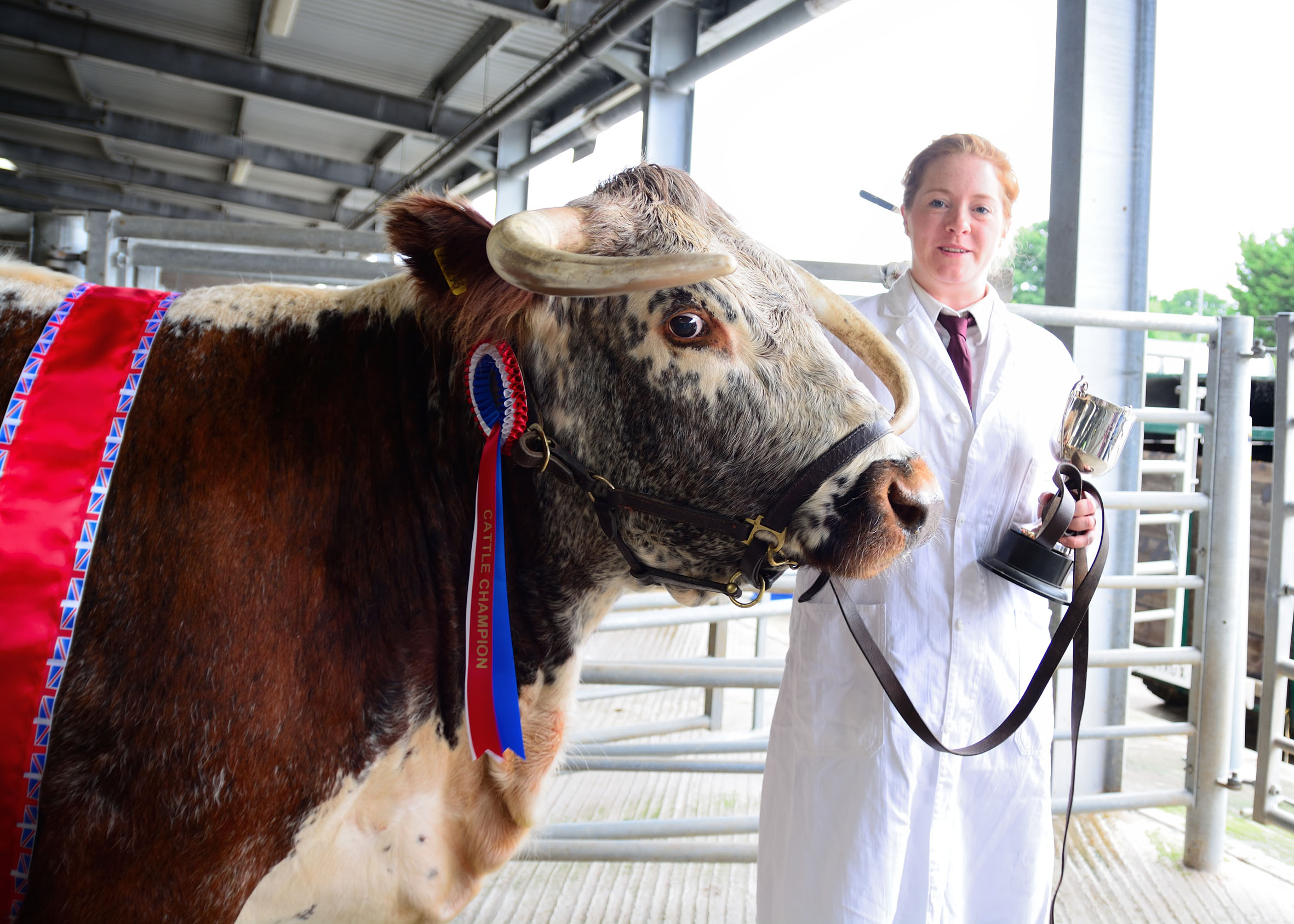 Longhorn cow champion