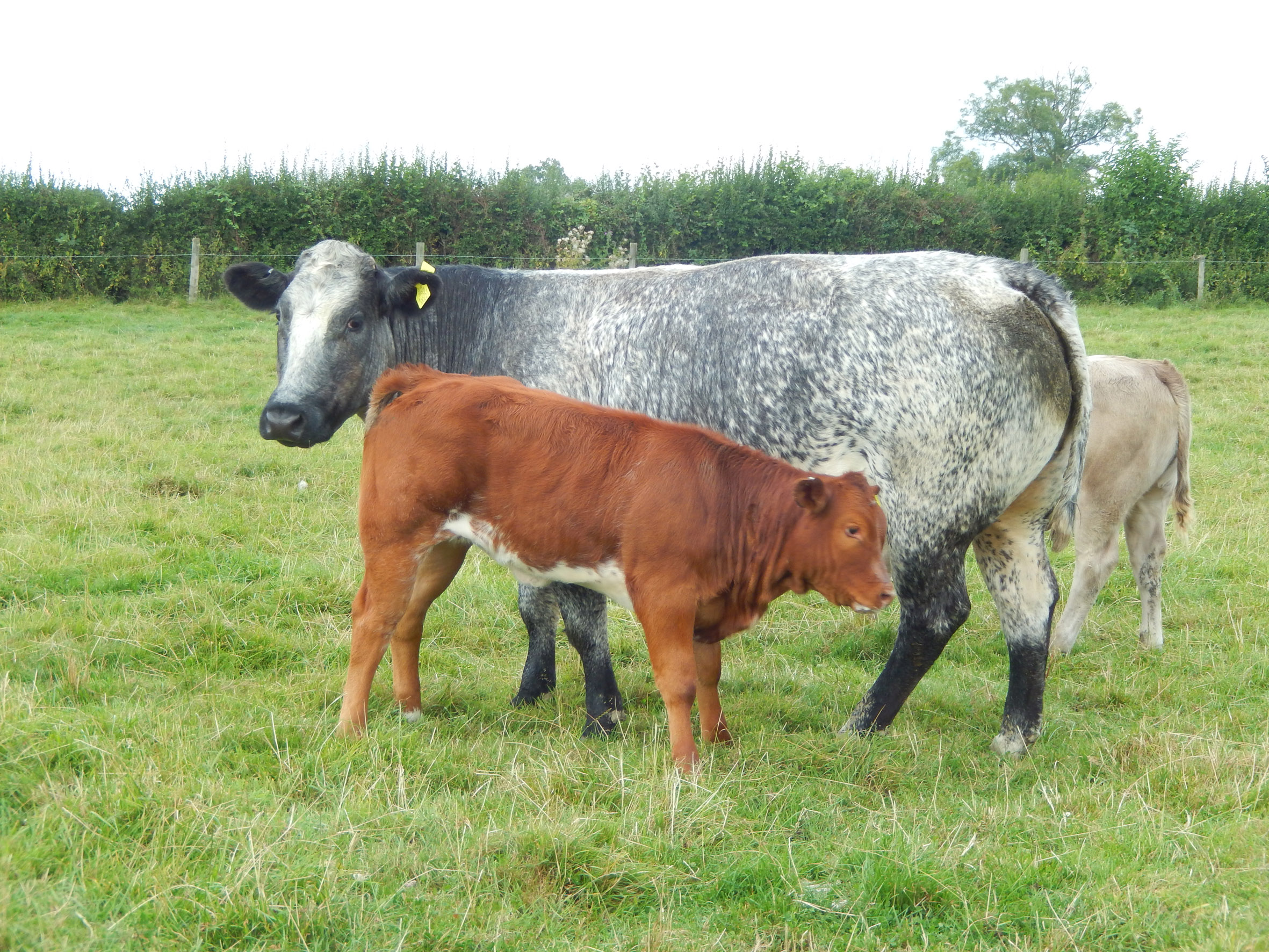 Henffordd dispersal - cow and calf