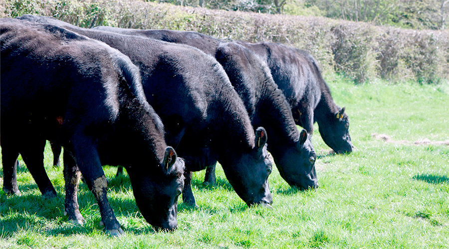 "Farming can continue to deliver more jobs if the right marketing strategy is pursued"