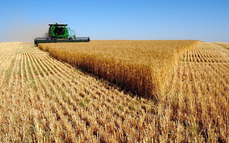Wheat yields are close to the five-year average