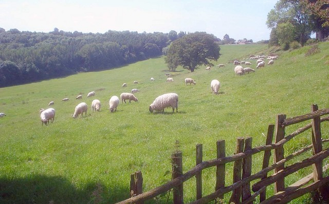  NFU Cymru will be celebrating the vital contribution of Meirionnydd’s family livestock hill farms at this year's Meirionnydd County Show at the Rhug Estate in Corwen.