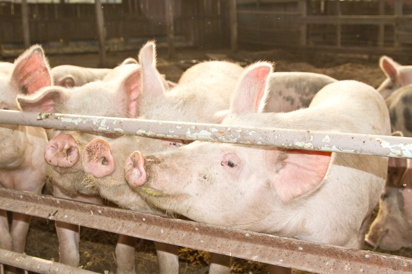 The disease was identified on a rearing unit in North Yorkshire on August 5.