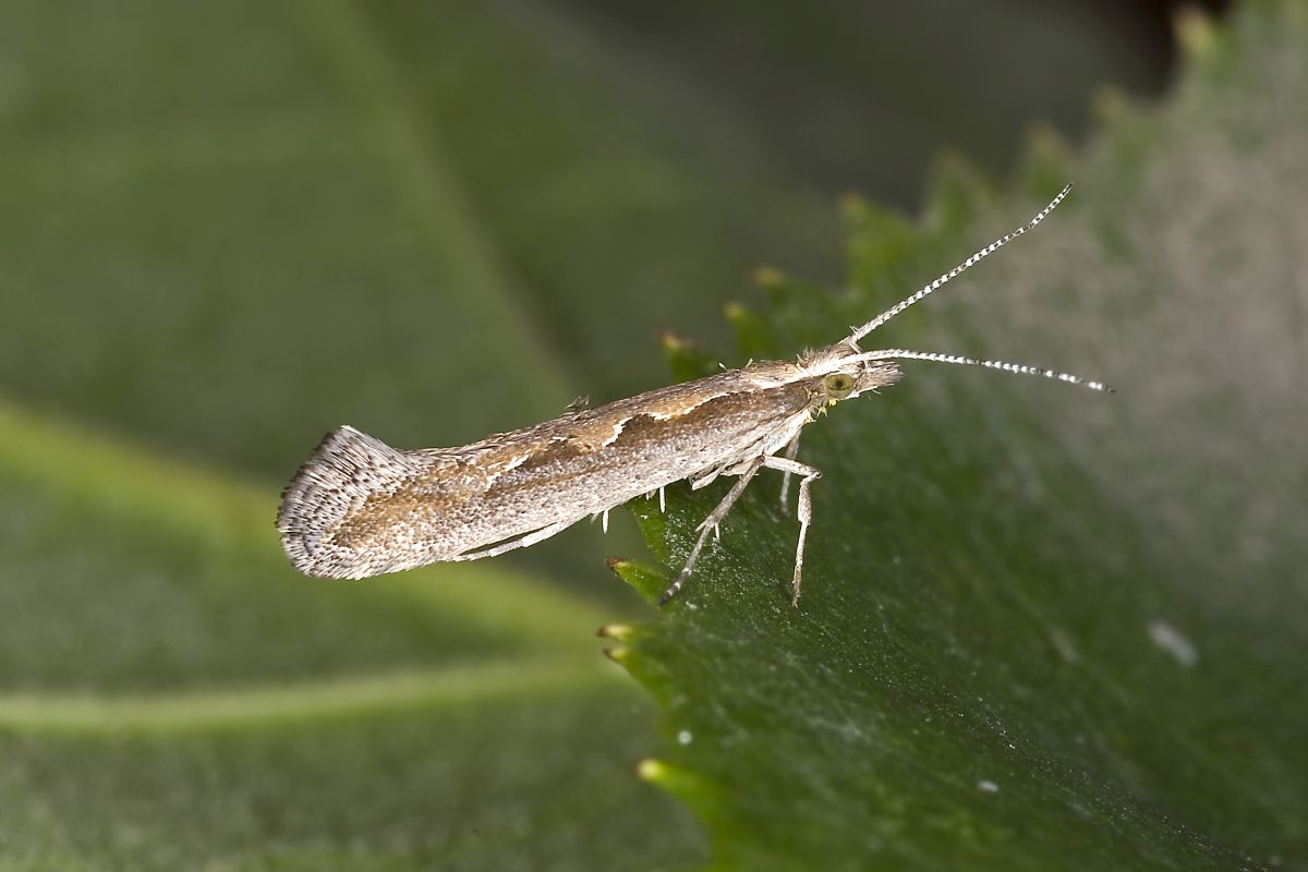 Diamondback moth is a pest of Brassica crops including oilseed rape