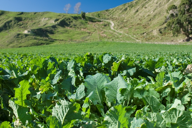 Insecticide 'Benevia 10OD' was identified as a priority and rapidly evaluated for UK brassica growers