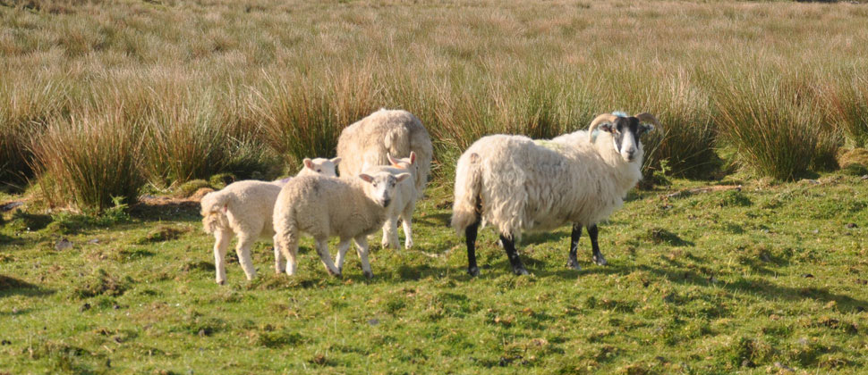 Next week will see the start of #LoveLambWeek