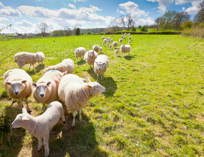 The size of the agricultural labour force decreased by 1% per cent from the previous year to 47,400