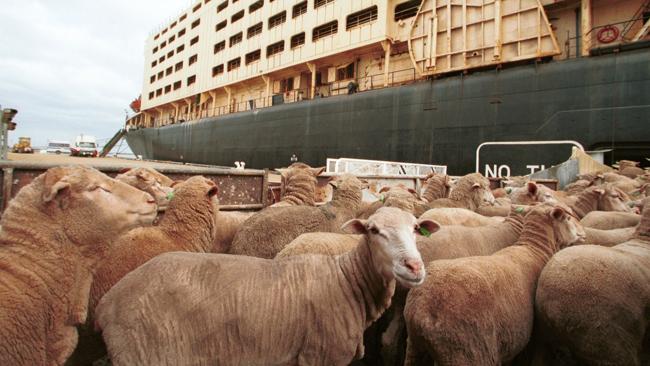Sheep moving onto a ship for export