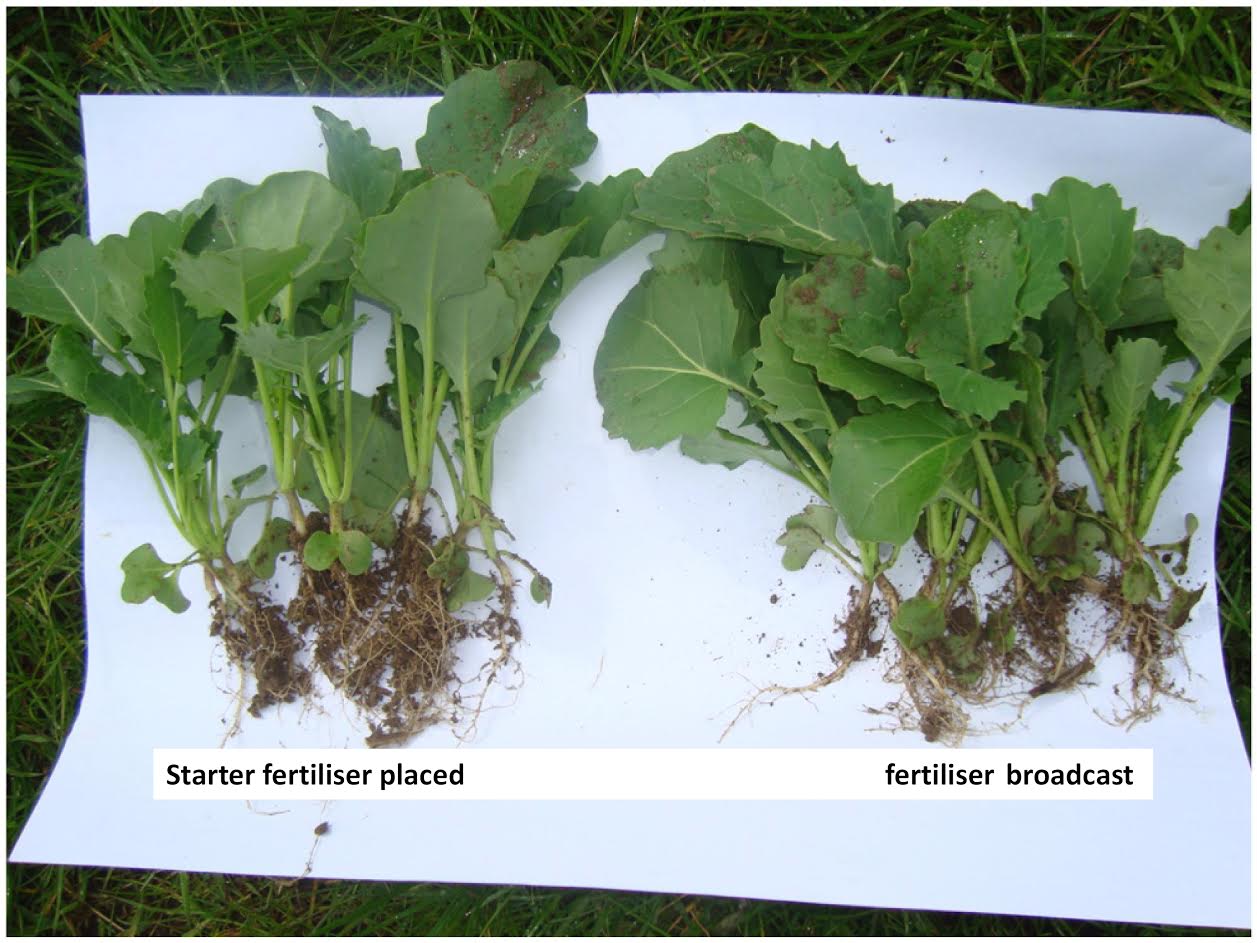 Primary P OSR