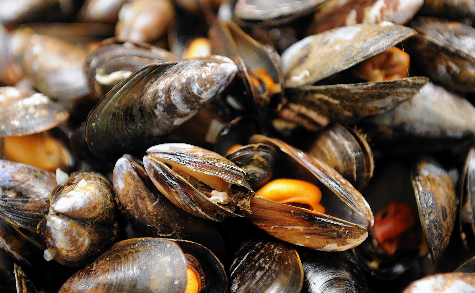 The first summit will focus on the farmed shellfish sector
