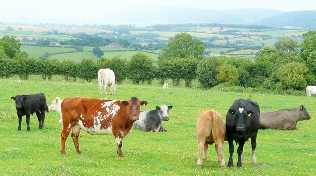 Total cattle numbers were 3% higher than in June 2015