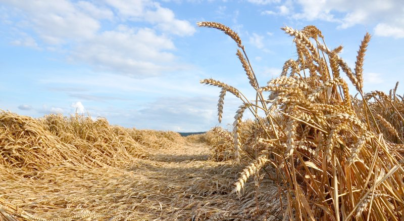 The second phase of the project will explore photosynthesis in the ears of wheat