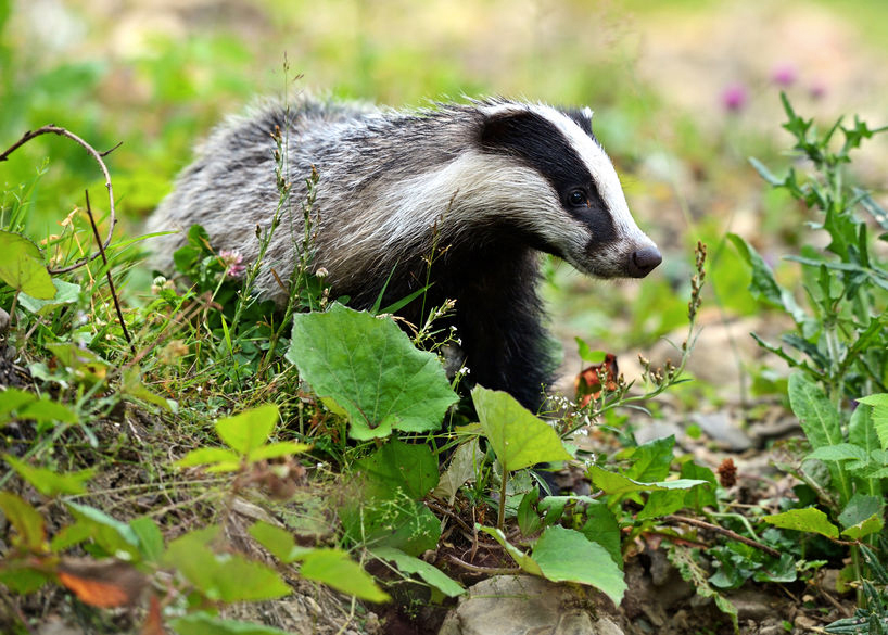 Defra said bovine TB costs taxpayers over £100 million every year