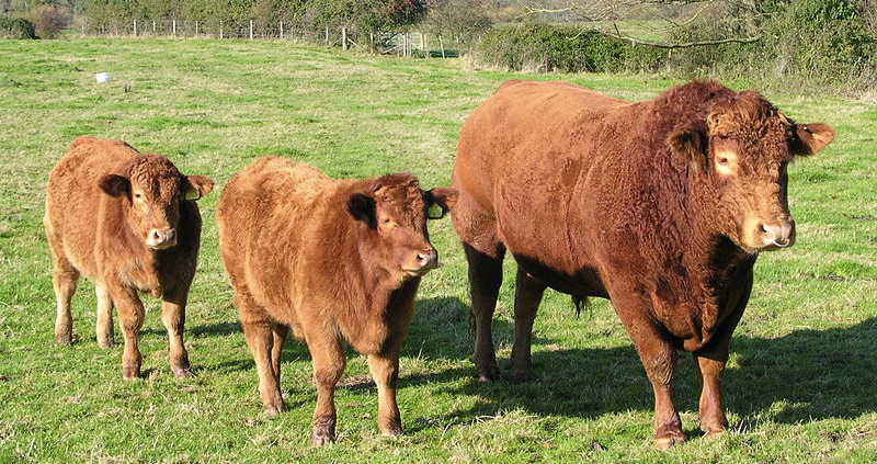 Bovine TB remains a huge threat to beef and dairy farmers