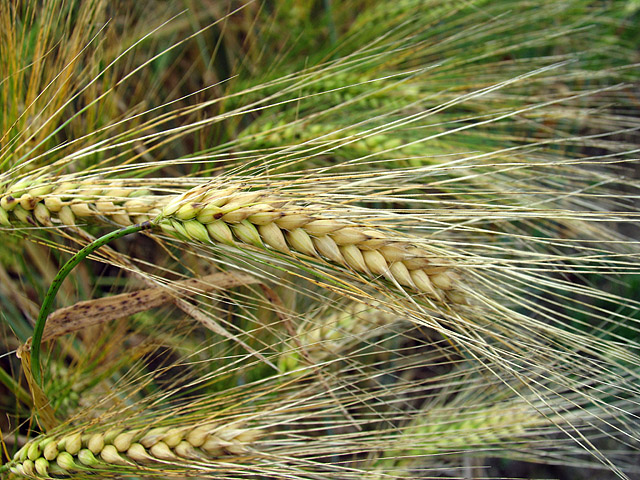 Demand for barley in China has been growing fuelled by a large and fast-growing beer market