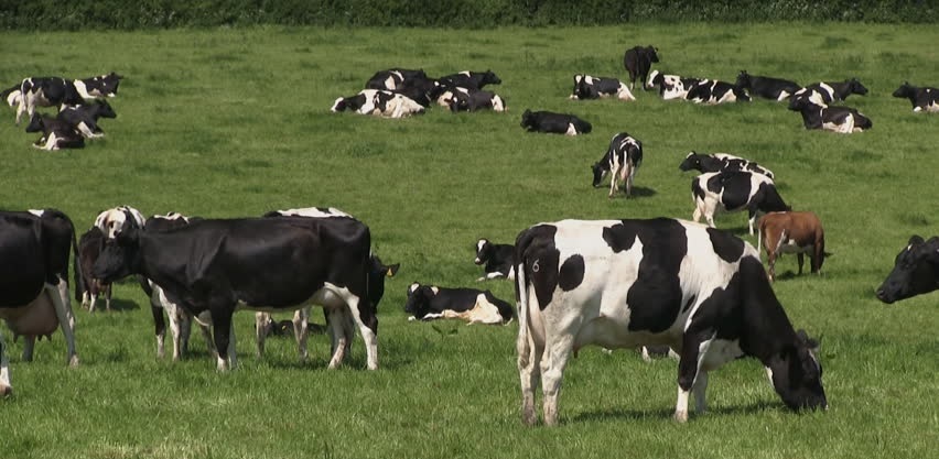 NACFT announces the creation of the Register of Cattle Foot Trimmers