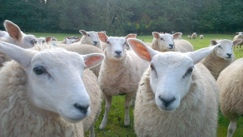 Farm revenues have fallen sharply in recent years and sheep producers rely heavily on subsidies to keep them in business