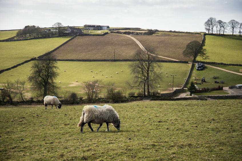 Improving grassland soils for livestock is one of the technological goals for many developers