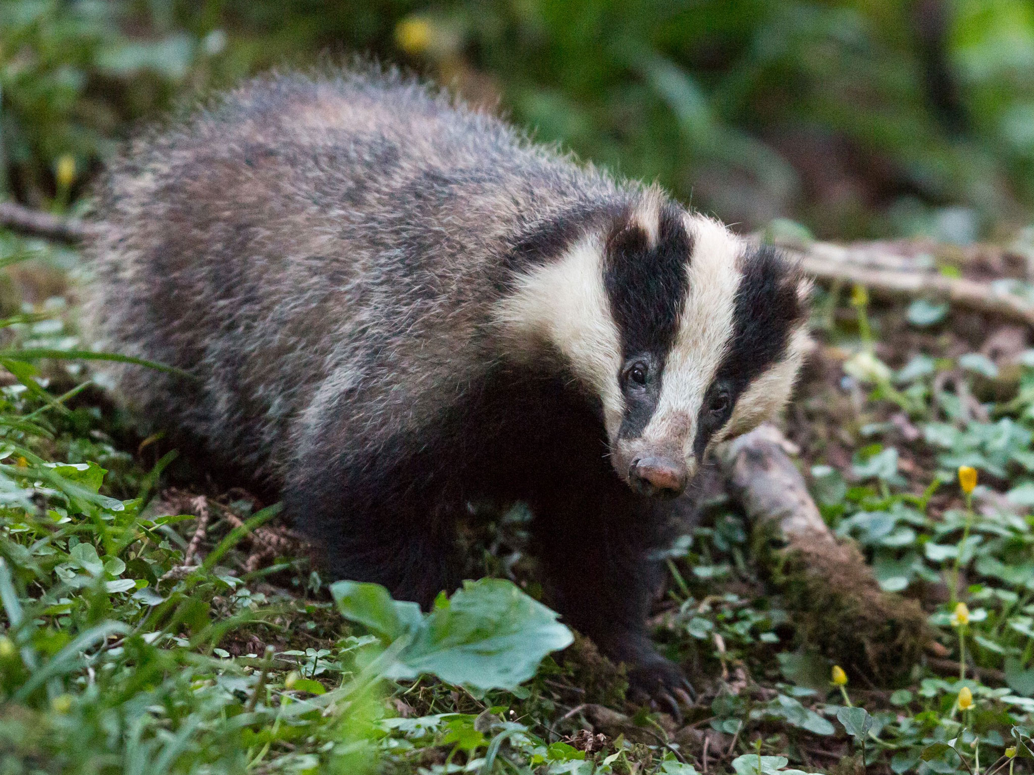 FUW President Glyn Roberts said the eradication of Bovine TB is "uppermost" in farmers concerns