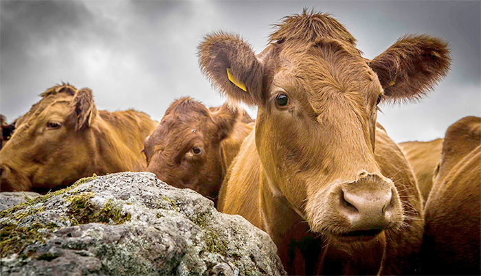 "The game has changed due to trade negotiations issue, previous plans to eradicate the disease are not fit for future"
