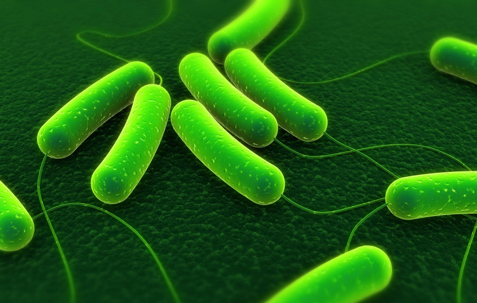 No new antibiotics have been discovered for treating E. coli for 35 years