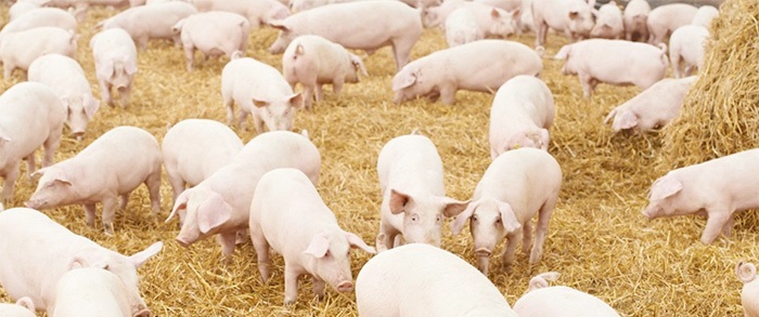 The research wants to explore the sustainable intensification of the pig industry