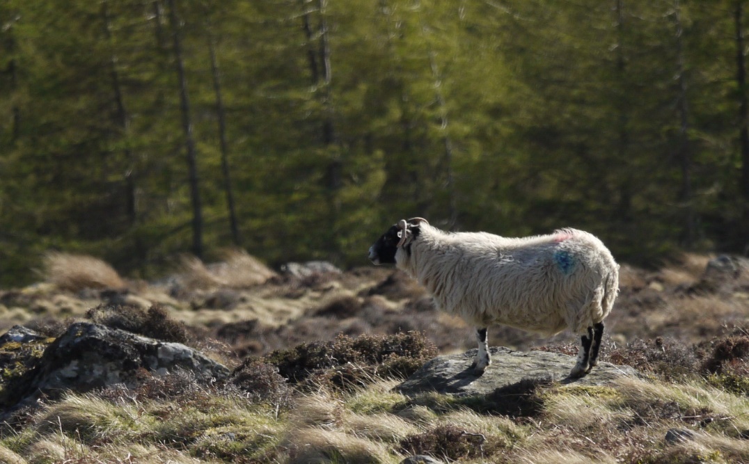 Levels of liver fluke disease in sheep is expected to be higher in 2016