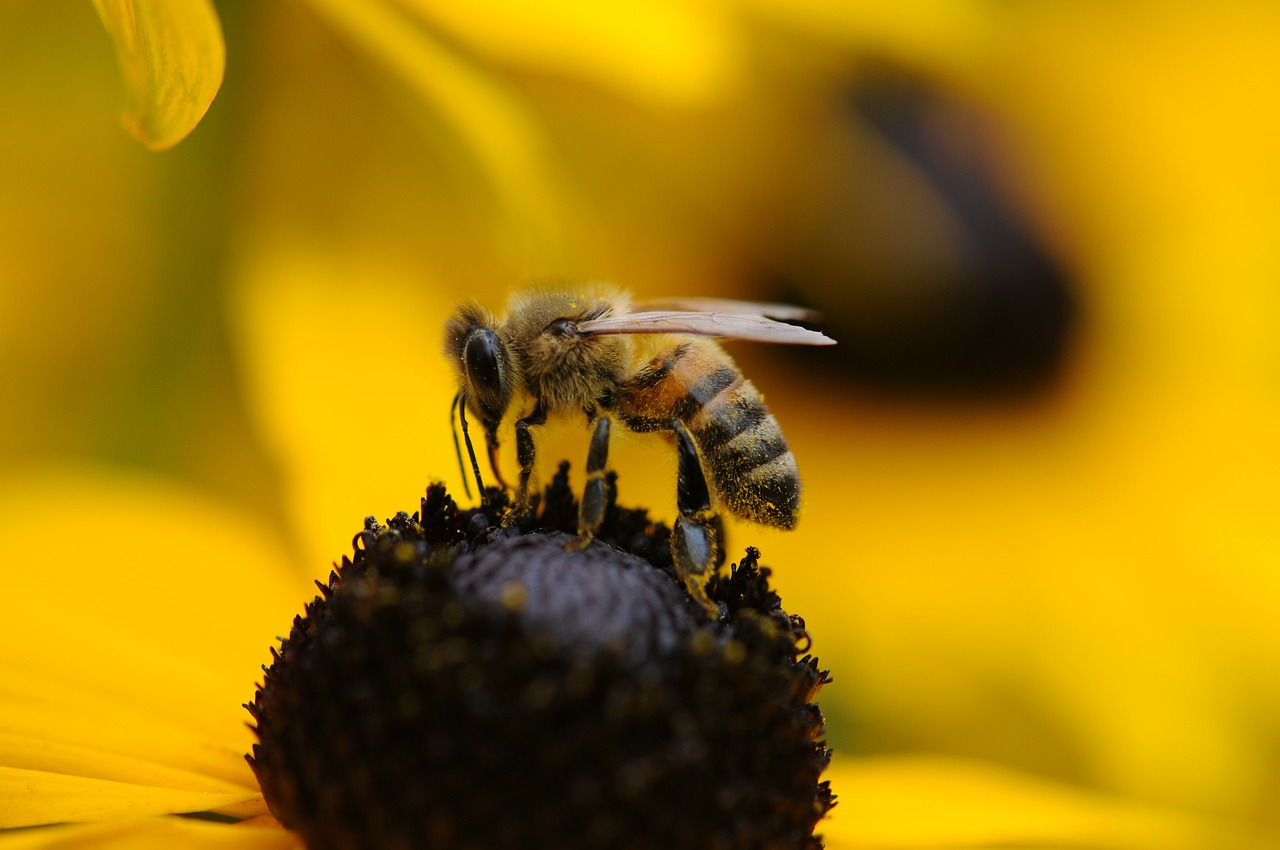National initiative 'Bee Friendly' created to encourage people to help