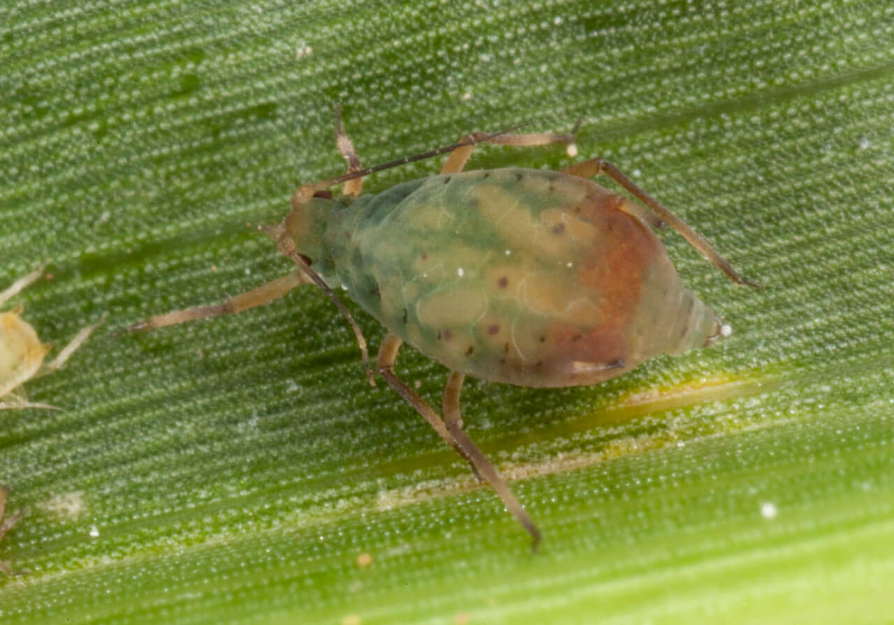 Rothamsted Research are looking for live examples of Bird cherry–oat aphid