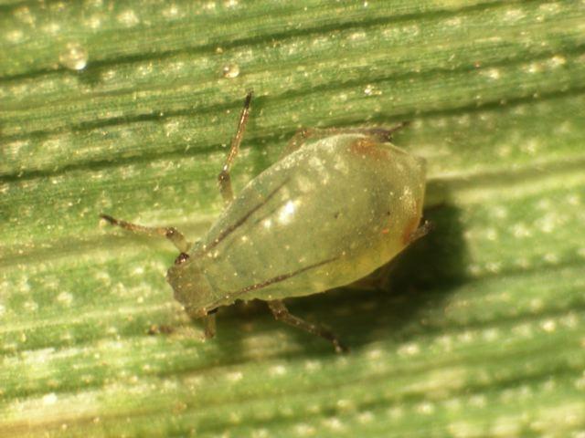 The researchers are interested to hear from growers who find aphids which unexpectedly survive an insecticide spray