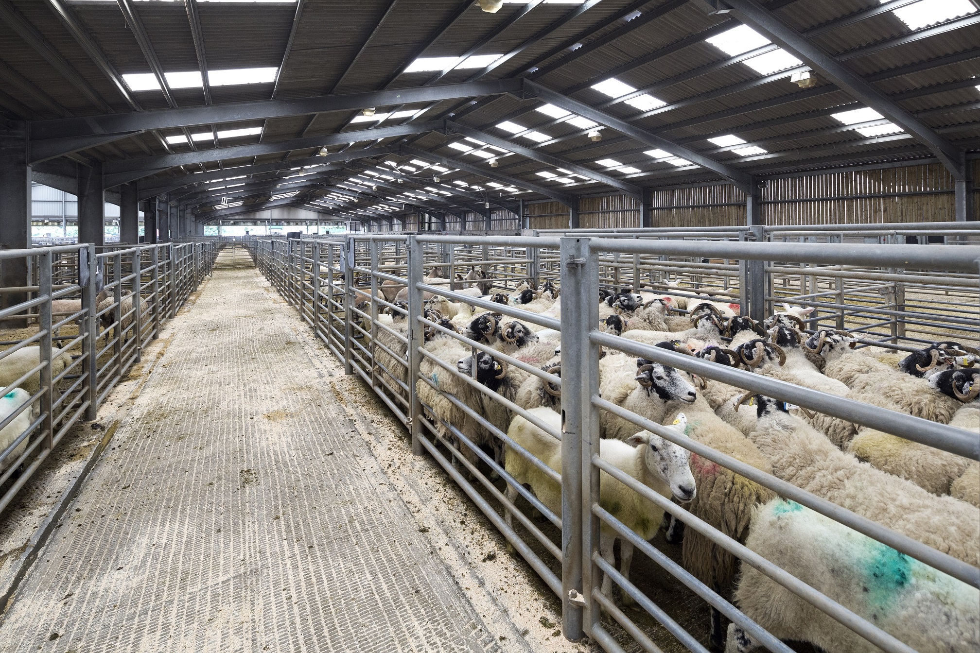 Hexham & Northern Marts animal pens 