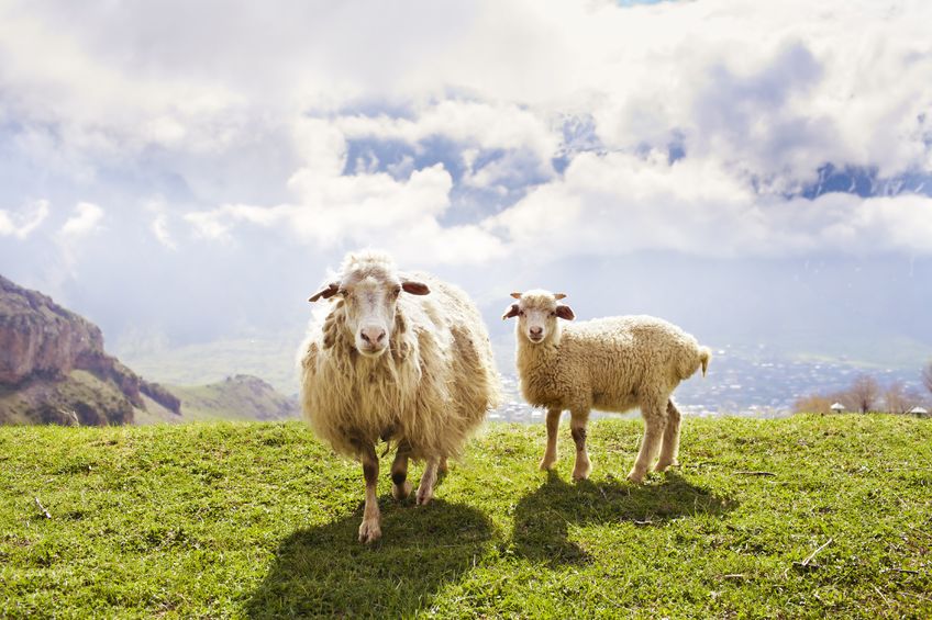 Payment delay continues for farmers and crofters