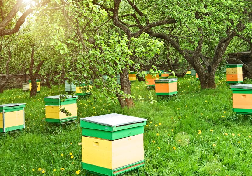 Bees help contribute to the food security of the UK